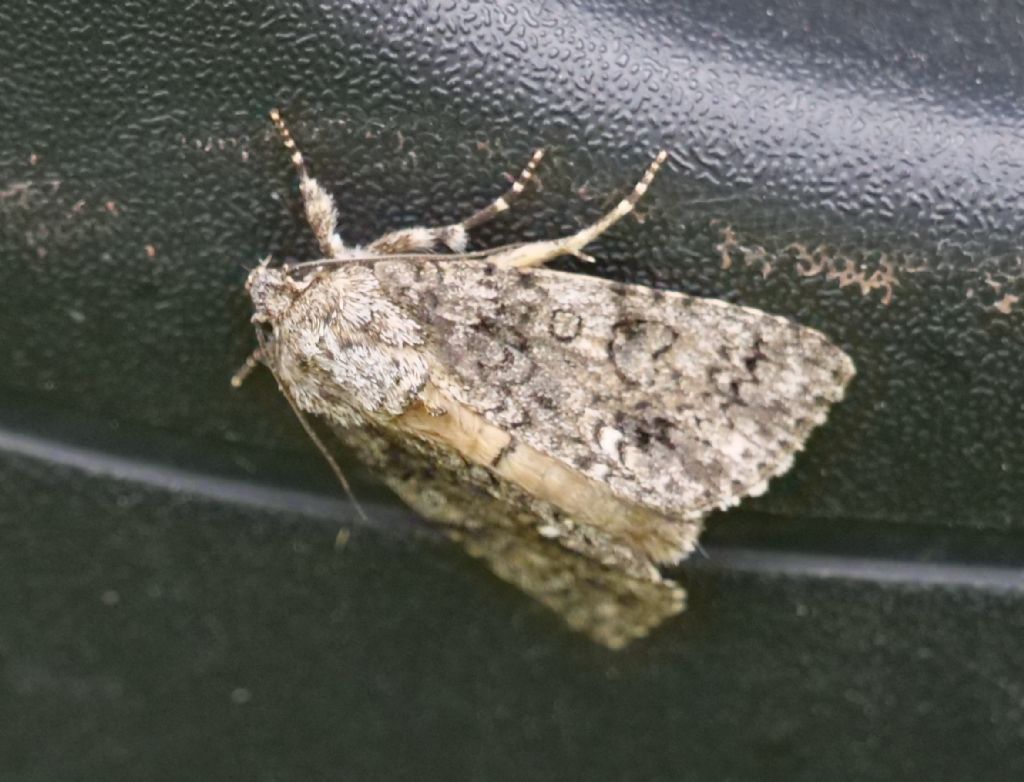 Nomophila noctuella?  No, Acronicta rumicis (Noctuidae)